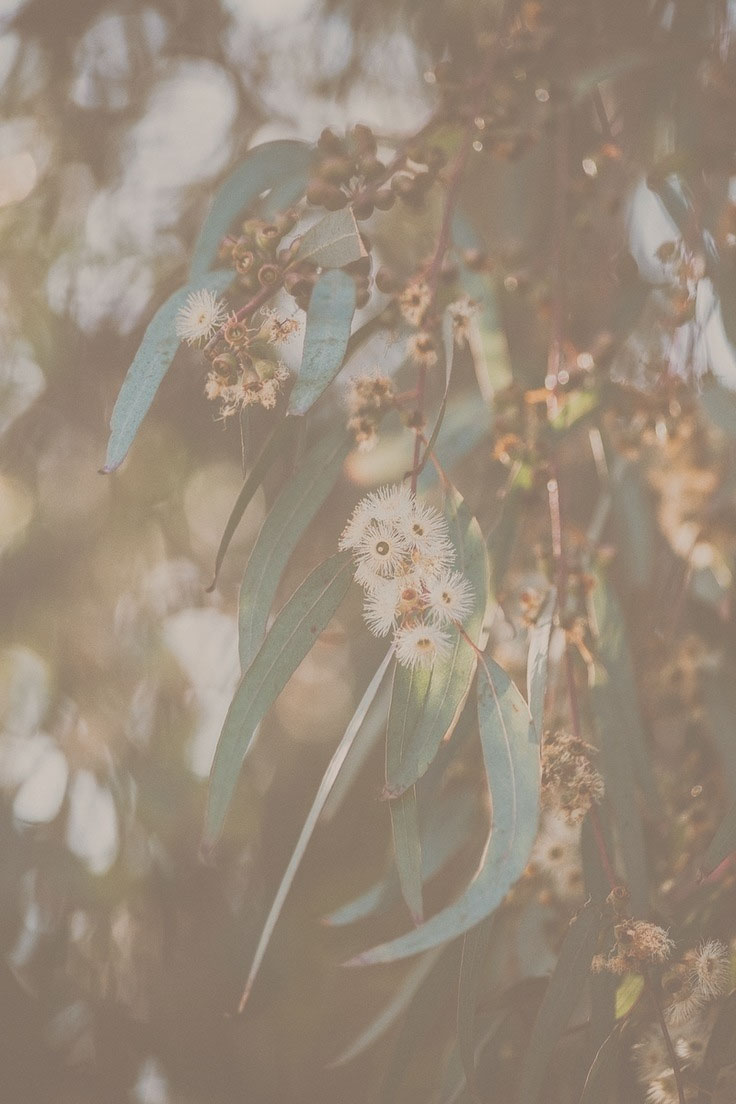 Gum leaves